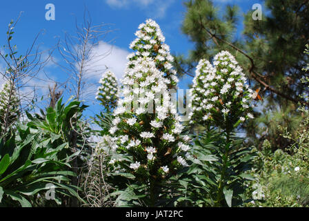 Tajinaste (Echium decaisnei) fleur blanche de Gran Canaria. Banque D'Images