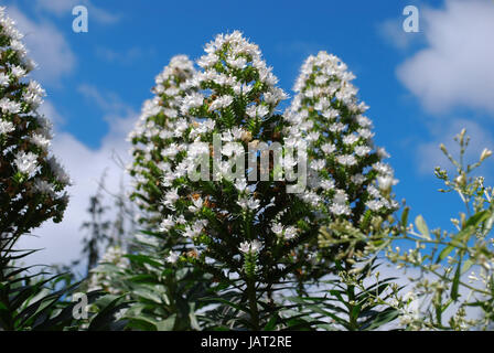 Tajinaste (Echium decaisnei) fleur blanche de Gran Canaria. Banque D'Images