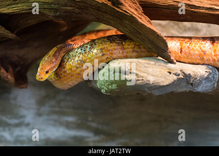 Close up sur pantherophis guttatus sur le rocher Banque D'Images