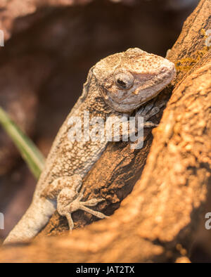 Close up om chamaeleolis barbutus sur le rocher Banque D'Images