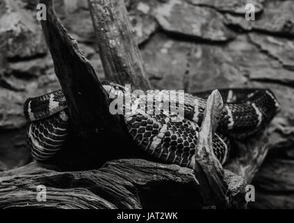 Close up sur mongorova,arbre serpent sur le noir et blanc Banque D'Images