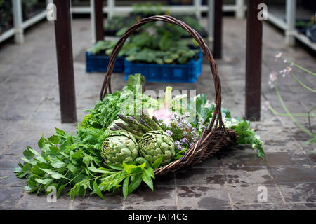 Panier de légumes fraîchement cueillis y compris les artichauts et les asperges dans une serre UK Banque D'Images