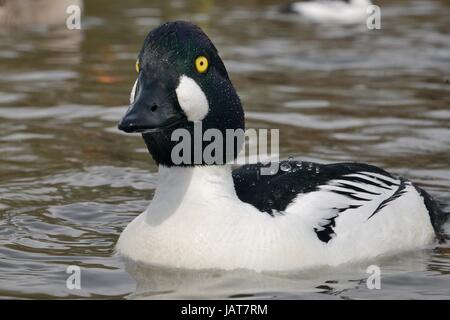 Drake (Goldeneye Bucephala clangula) natation, UK, avril. Banque D'Images