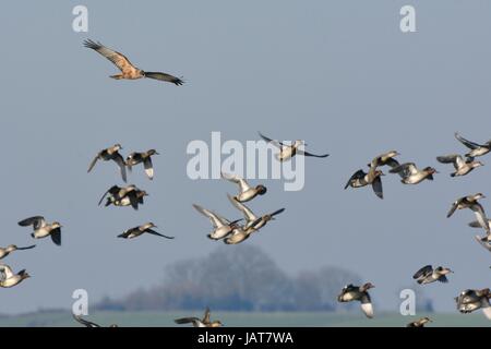 Sarcelle d'hiver (Anas crecca), décollant de marais comme un homme chasse busard des roseaux (Circus aeruginosus) approches, RSPB Graylake, Somerset, UK Banque D'Images