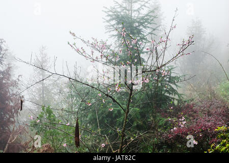 Voyage en Chine - Rose blossom sur arbre dans la forêt de brouillard dans la zone de Dazhai Longsheng rizières en terrasse (terrasse dorsale du Dragon, Longji terrasses de riz) Banque D'Images