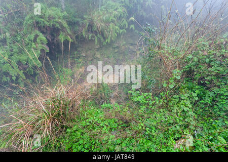 Voyage en Chine - chemin humide à Meadow dans rainforest près de Tiantouzhai village de Dazhai Longsheng rizières en terrasse (terrasse, Dragon's backbone Rice Longji Banque D'Images