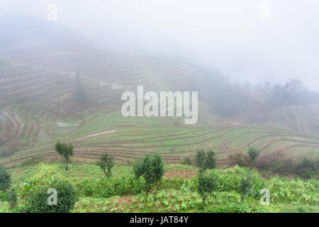 Voyage en Chine - voir les champs en terrasses de riz dans le brouillard de la musique vue du paradis dans la zone de Dazhai Longsheng rizières en terrasse (dorsale du Dragon Banque D'Images