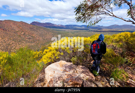 Le Wilpena Pound et Wangarra Lookout Trail Wilpena Pound Flinders en Australie du Sud Banque D'Images