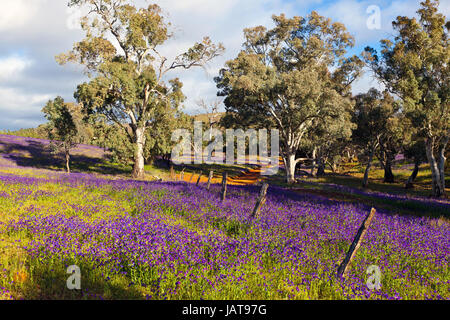 Domaines de Salavation Jane en fleur sur Willow Springs Station Banque D'Images