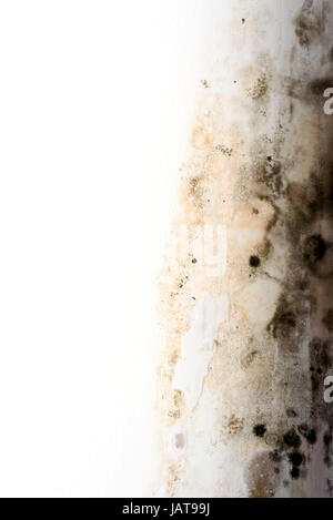 La pourriture sèche de condensation à partir de l'eau crée un champignon noir sur un châssis de fenêtre intérieur peinture blanc Banque D'Images