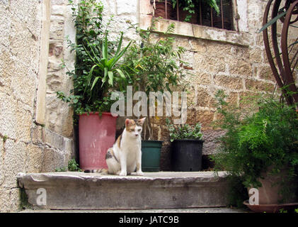 Le chat est assis sur l'escalier Banque D'Images