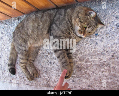 Fat Cat allongé sur le sable Banque D'Images