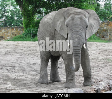 Éléphant Banque D'Images