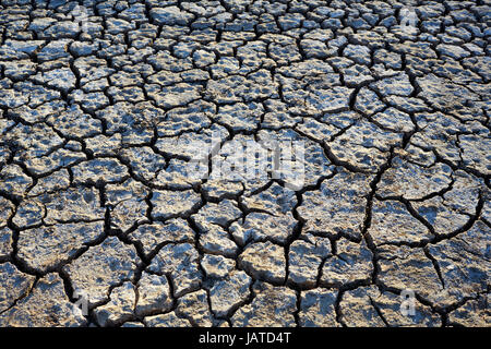 À partir de la boue pour sévir dans le lit de marais ou d'billibong près de la Murray River, dans le nord de Victoria. Banque D'Images