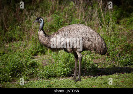 L'UEM, l'Australie est un grand oiseau souvent vus à côté de pâturage de la route. Banque D'Images