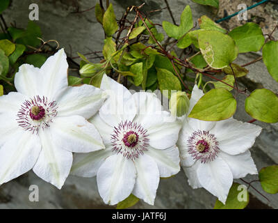 Clematis ( Miss Bateman ) fleurs en début de l'été, UK Banque D'Images