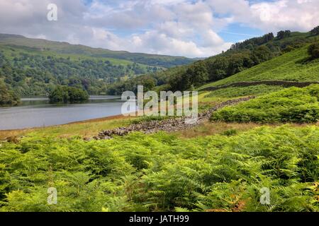 En regardant la fougère à Rydal Water, Lake District, Cumbria, Angleterre. Banque D'Images