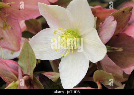 Noël blanc rose dans un jardin Banque D'Images