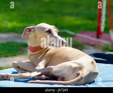 Un petit faon - brown italian Greyhound chien couché. Chiens gris sont très minces et ont une structure svelte leur donnant un aspect très fragile. Banque D'Images