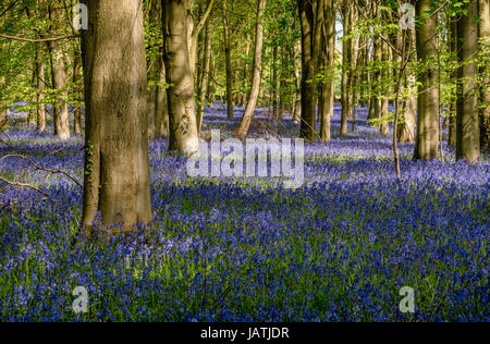 Bluebell wood en pleine floraison sur une journée de printemps ensoleillée Banque D'Images