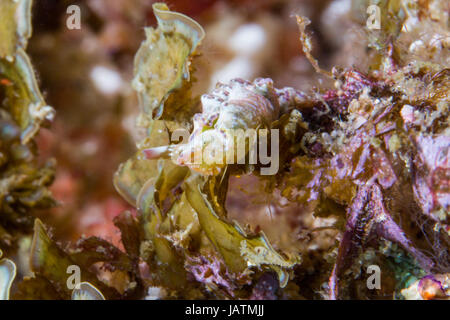Nudibranch Australie macro Banque D'Images