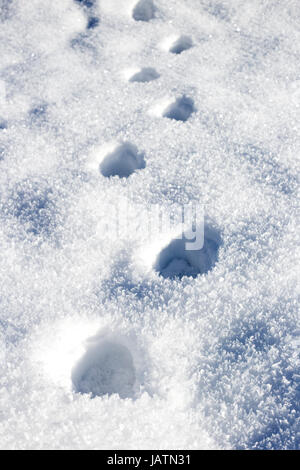 Fussabdrücke im Schnee Banque D'Images