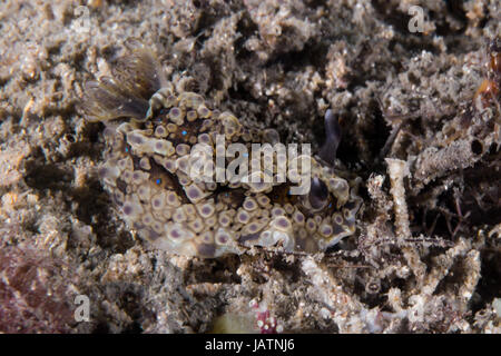 Nudibranch Australie macro Banque D'Images