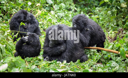 Les gorilles en Ouganda Banque D'Images
