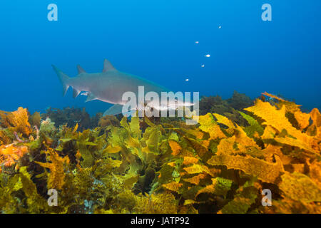 Requin nourrice gris plus de varech en Australie Banque D'Images