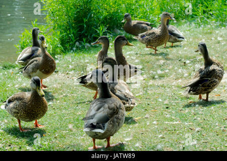 Groupe de Canards bruns face à des directions différentes sur l'herbe Banque D'Images