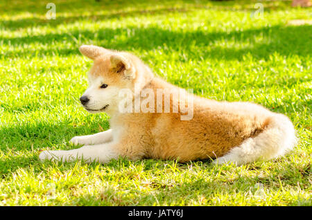 Une vue de profil d'un jeune beau blanc et rouge Akita Inu Chiot Chien assis sur l'herbe. Les chiens Akita japonais se distinguent par leur look oriental et d'être courageux. Banque D'Images