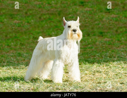 Un petit sel blanc Schnauzer nain chien debout sur l'herbe, l'air très heureux. Distinctif pour leur barbe et de longs sourcils plumeuses Banque D'Images