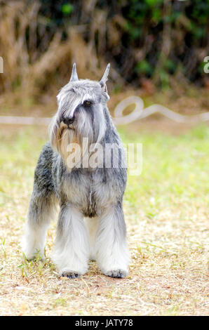 Un petit sel et poivre gris, Schnauzer nain chien debout sur l'herbe, l'air très heureux. Elle est connu pour être une intelligente, aimante, et chien heureux Banque D'Images