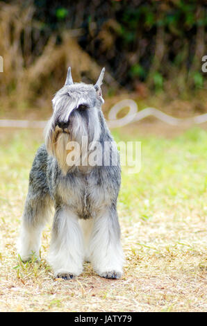 Un petit sel et poivre gris, Schnauzer nain chien debout sur l'herbe, l'air très heureux. Elle est connu pour être une intelligente, aimante, et chien heureux Banque D'Images