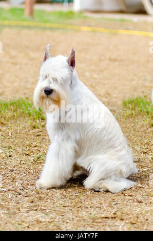 Un petit sel blanc Schnauzer nain chien assis sur l'herbe, l'air très heureux. Distinctif pour leur barbe et de longs sourcils plumeuses Banque D'Images