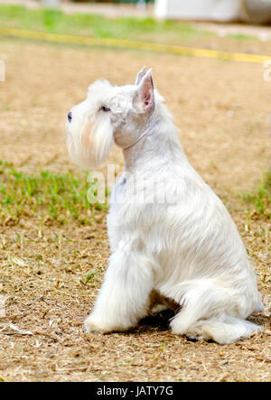 Un petit sel blanc Schnauzer nain chien assis sur l'herbe, l'air très heureux. Distinctif pour leur barbe et de longs sourcils plumeuses Banque D'Images