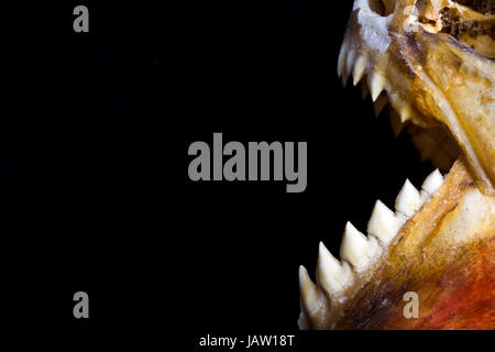 Les dents du Piranha et du crâne dans Abstract Macro sur fond noir Banque D'Images