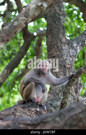 Singe rhésus femelles adultes se trouve sur un arbre tenant une branche Banque D'Images