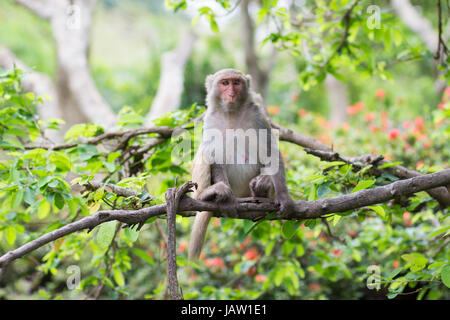 Femelle adulte avec un oeil blessé du macaque rhésus est assis sur un arbre tenant une branche Banque D'Images