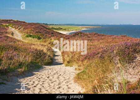 Weg durch Braderuper Heide auf Sylt zur Zeit der Heideblüte. Chemin dans Braderuper Heide (Braderup Heath) sur Sylt à la mer du Nord, Schleswig-Holstein, Allemagne avec la floraison de la bruyère. Banque D'Images