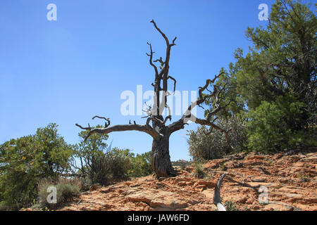 Vieux tronc altérés dans le désert Banque D'Images