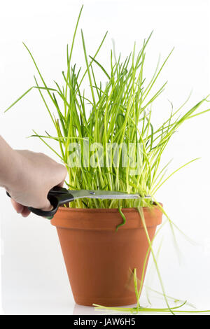Frais vert ciboulette dans un pot de fleurs coupés avec des ciseaux Banque D'Images