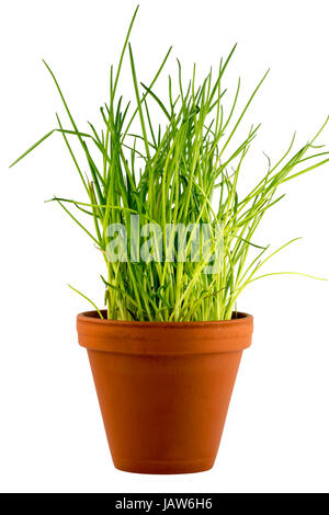 Frais vert ciboulette dans un pot de fleurs Banque D'Images