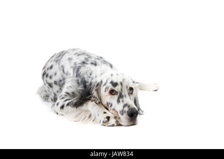 Portrait d'un setter anglais isolé sur fond blanc Banque D'Images