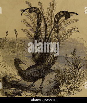 'Peu de gens dans les plumes et de la fourrure, et d'autres en ni' (1875) Banque D'Images