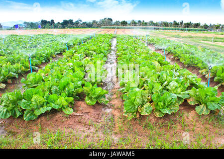 Domaine de la feuille verte et laitue les cultures qui poussent en rangées sur une ferme , Thaïlande Banque D'Images