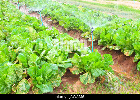 Domaine de la feuille verte et laitue les cultures qui poussent en rangées sur une ferme , Thaïlande Banque D'Images