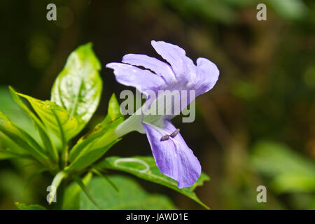 Barleria Bluebell ou philippine à violet en forêt, Thaïlande Banque D'Images