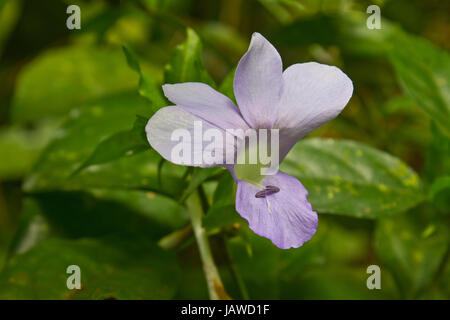 Barleria Bluebell ou philippine à violet en forêt, Thaïlande Banque D'Images