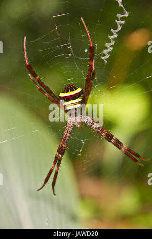 Multi-couleur Argiope araignée, insecte sur la beauté de la forêt en web Banque D'Images